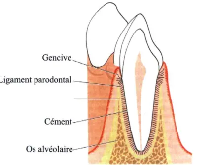 Figure 1 : Représentation schématique de la dent et du parodonte sain (tirée et adaptée de 