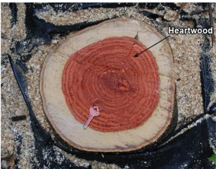 Figure 1.1 Différenciation de l'aubier et du duramen dans un tronc d'arbre  (d'après Cogliastro et al