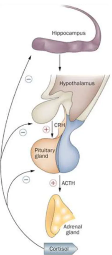 Figure 1. Axe hypothalamo-pituiraire-surrénale 