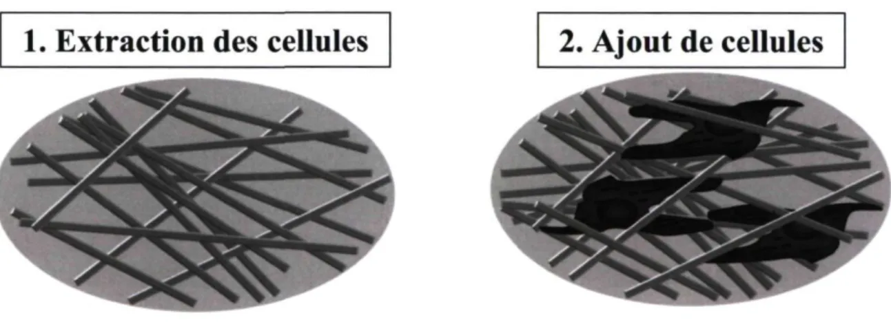 Figure 1.3 : Principe de la décellularisation [modifiée de (Green et al. 2007)]. 