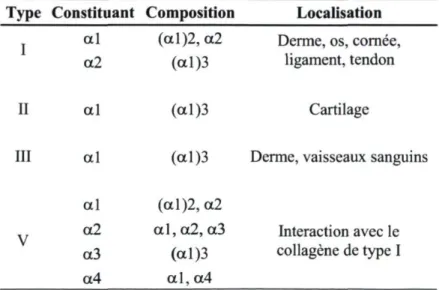 Tableau 1.1 : Composition et localisation des différents types de collagènes présents dans  les tissus conjonctifs [modifié de (Abraham et al