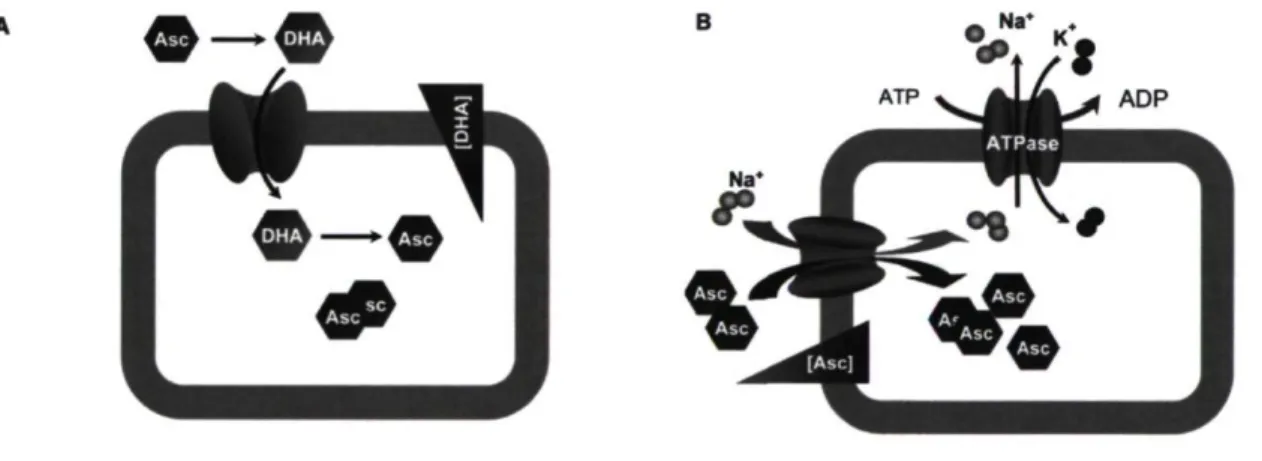 Figure 1.7 : Mécanisme d'intégration de la vitamine C dans la cellule. Internalisation via  les récepteurs GLUT (A) et les récepteurs SVCT (B) [tirée de (Li et al