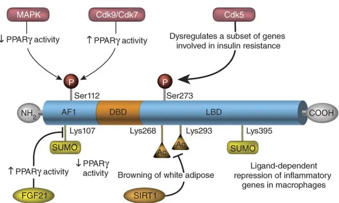 Figure 1.7 Structure primaire de PPAR représentant les modifications post-traductionnelles   qui influencent à la fois son activité transcriptionnelle et sa stabilité protéique de manière dépendante du type   cellulaire et du contexte