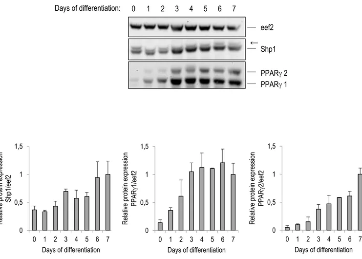Figure 2.1 Shp1 and PPAR are co-expressed during early differentiation of 3T3- 3T3-L1 cells 