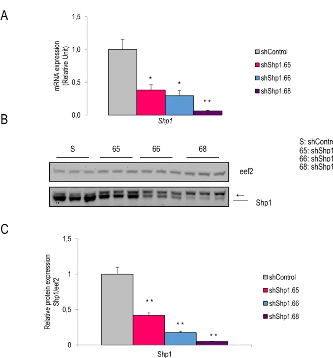 Figure 2.2 Knockdown efficiency varies between different, Shp1-specific  shRNAs. 