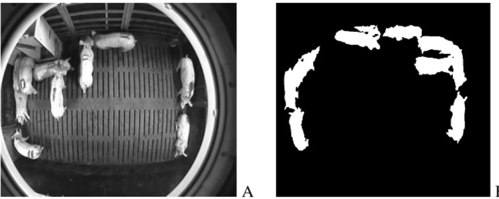 Figure 1.6.    Image originale des porcs dans un parc (A) et image ayant subi une transformation  binaire pour éliminer l’arrière-plan et faciliter l’analyse (B)