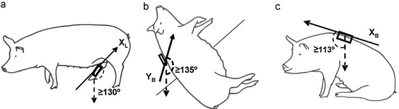 Figure 1.12.   Détermination de la position debout (a) si l’inclinaison de l’accéléromètre est égale  ou supérieure à 130° par rapport à l’axe X L , de la position couchée sur le côté gauche  (b)  si l’inclinaison  est  égale  ou  supérieure  à  135°  par 