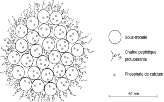 Figure 1.2: Modèle de la micelle de caséine, d’après (Ono and Obata, 1989; Walstra, 1999)     