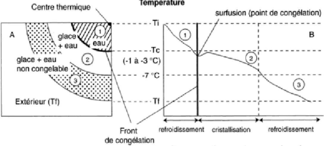 Figure 1.6: Les différentes phases de la congélation d’un échantillon (Genot, 2000)   