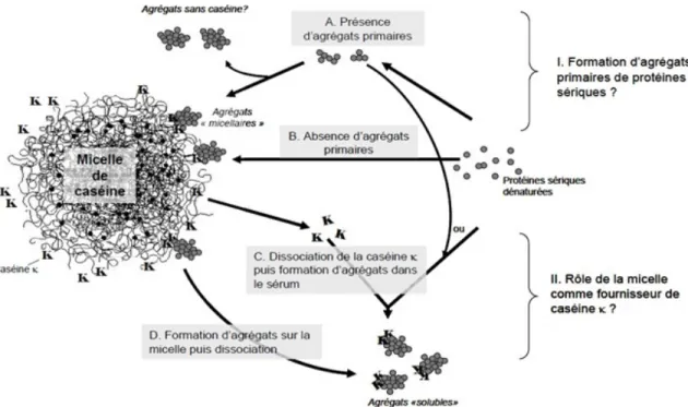 Figure  1.10:  Schéma  des  différents  mécanismes  de  formation  des  agrégats  solubles  et  micellaires dans le lait au cours du traitement thermique (Donato and Guyomarc'h, 2009)