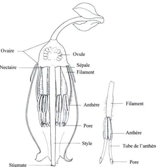 Figure 1.1 Schéma d'une coupe transversale d'une fleur de V. angustifolium  (Adapté de Mc Gregor, 1976) 