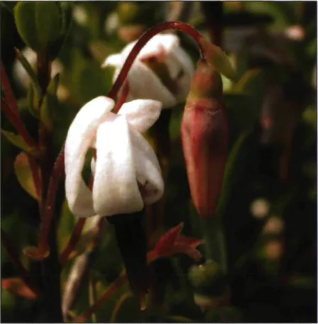 Figure 1.4 Fleur ouverte (blanche) et fleur fermée (rose) de V. macrocarpon. 