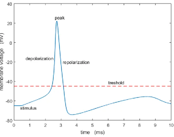 Figure 1.1 – Représentation schématique d’un potentiel d’action.