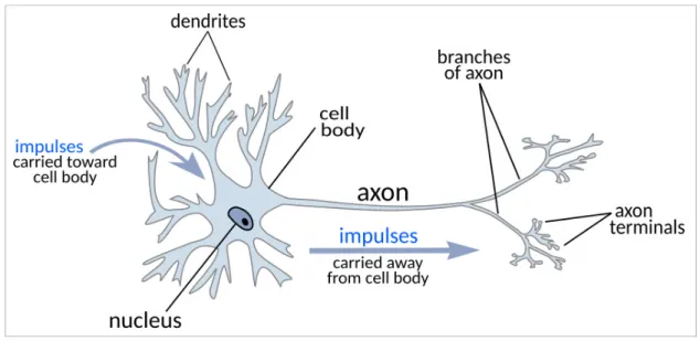 Figure 1.2 – Représentation schématique d’un neurone [13]
