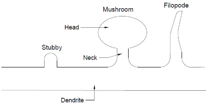 Figure 1.3 – Représentation schématique des différentes formes d’épines dendritiques.
