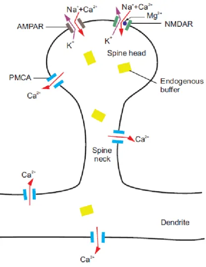 Figure 1.5 – Représentation schématique de la zone de densité postsynaptique et présentation d’un récepteur NMDA d’une synapse excitatrice.