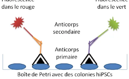Figure 10 - Principe d'une immunofluorescence simple indirecte 