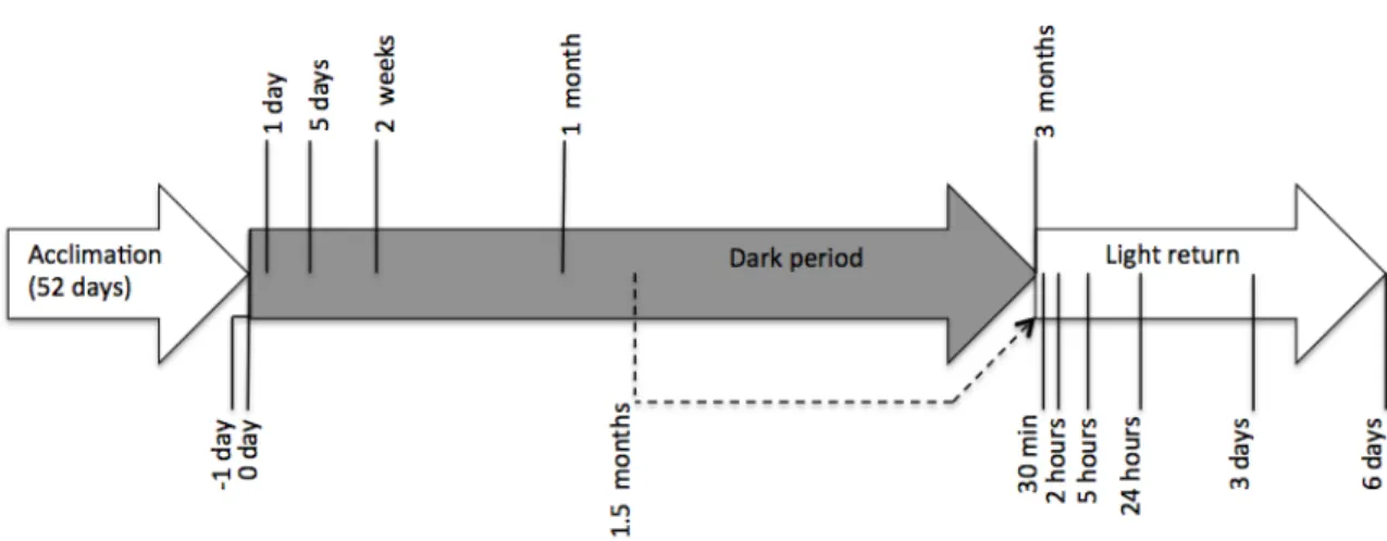 Figure 3  Timeline of the sampling strategy for dark period and light return experiments