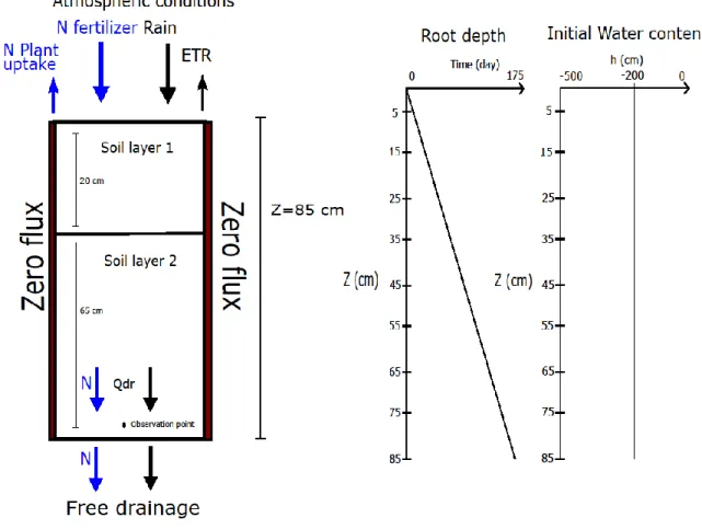 Figure 5 : Boundary and initial conditions modeling schemes, where the blue and black arrow represent respectively the  nitrate and the water