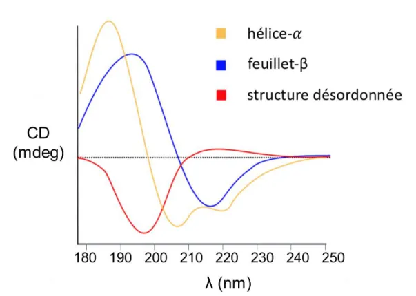 Figure 4.2. Spectres CD typiques des structures secondaires des peptides et des protéines 31