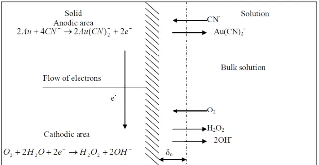 Figure 1.3. Schematic representation of the local corrosion cell at a gold surface in contact  with an oxygen-containing cyanide solution [3]