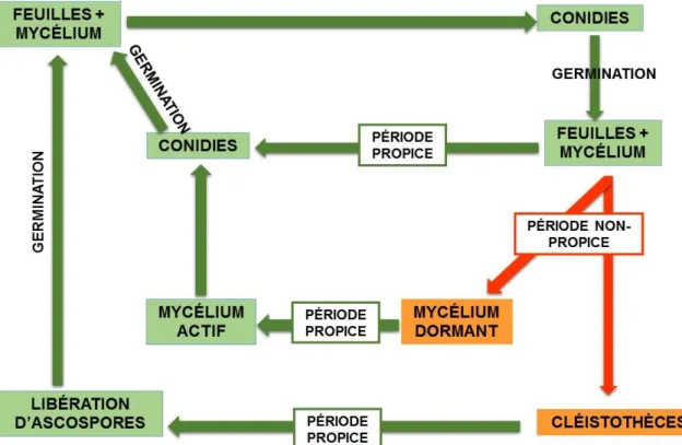FIGURE 2 : Cycle infectieux de Podosphaera aphanis 