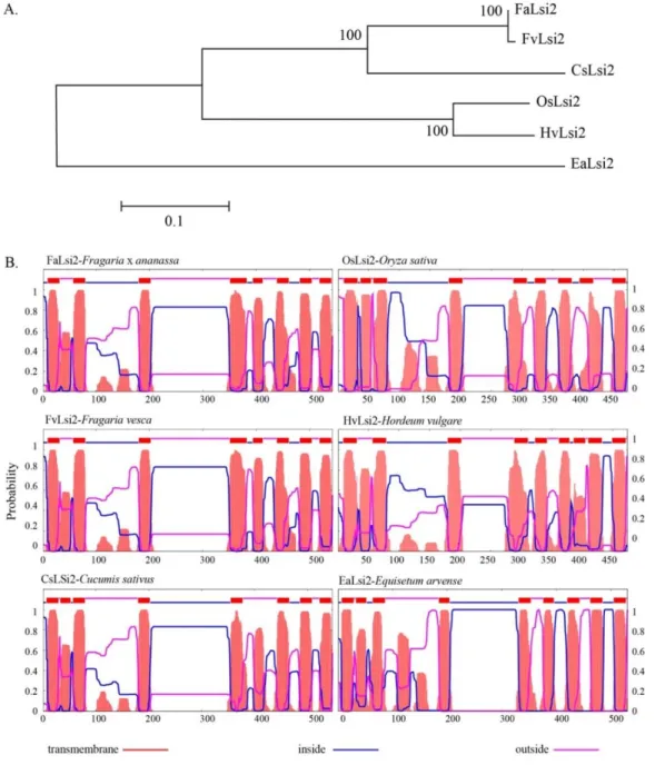FIGURE 2. (A) Phylogenetic relationship between the efflux silicon transporter  (FaLsi2) identified in Fragaria X ananassa (Fa) and other plant species and (B)  pairwise alignment of the 11 transmembrane domains predicted in Fragaria x  ananassa protein wi