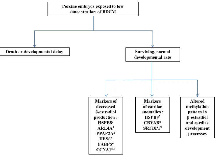 Figure 2.10.8 Schematic summary of the main BDCM impact on porcine embryos. 