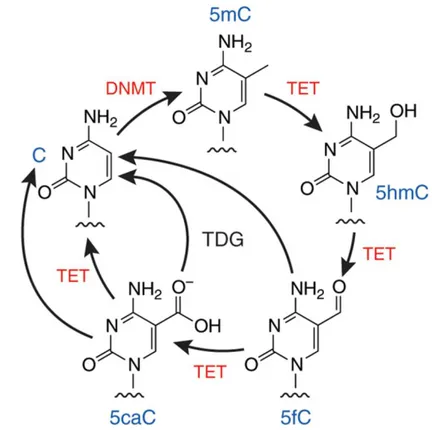 Figure 1.4 Le cycle de méthylation et de déméthylation de l'ADN par les enzymes DNMT et TET