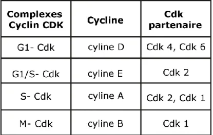 Tableau 1 : Les principales Cyclines et CDKs du cycle cellulaire. 
