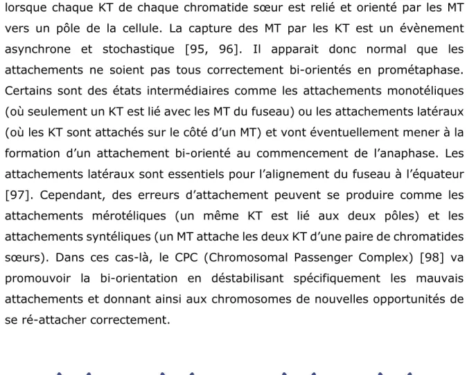 Figure 1.7 : Différents types d'attachement des chromosomes 