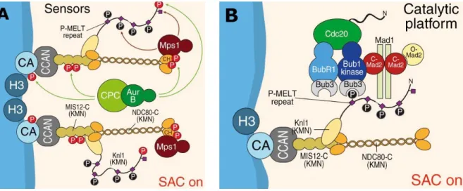 Figure 1.8 : Mise en place du SAC 