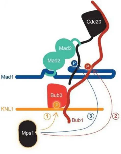 Figure 1.12 : Phosphorylation en cascade de MPS1  