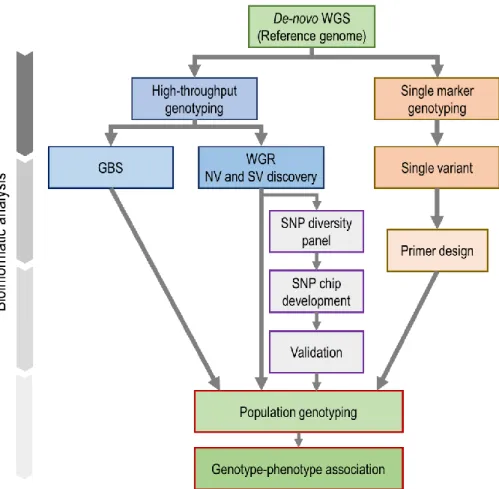 Figure  II.1.  The position  of NGS  and  bioinformatic  analysis  in  crop breeding  program