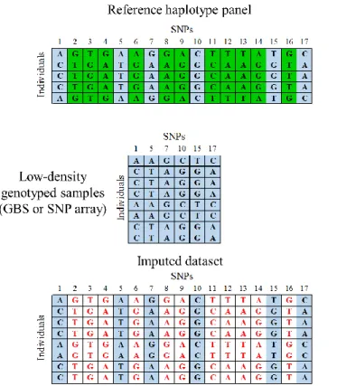 Figure  II.5.  Untyped-genotype imputation  using  haplotype reference panel.   