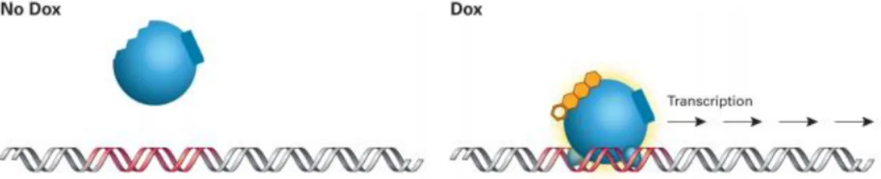 Figure  5  :  Le  système  Tet-On  3G  permet  l’induction  de  l’expression  d’un  gène  en  présence  de  la  doxycycline
