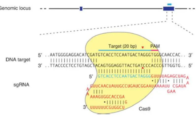 Figure 8 : Schéma de la nucléase Cas9 guidée par l’ARN 