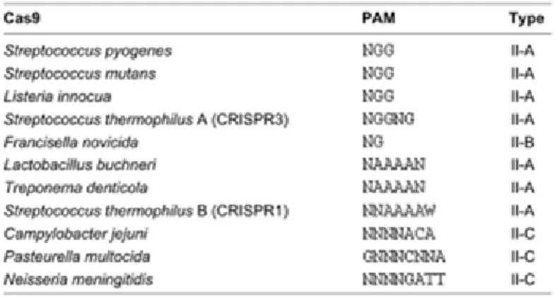 Tableau 2: Motif de liaison du PAM dans des orthologues de Cas9 