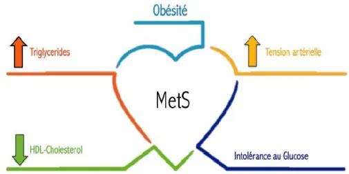 Figure 1 : Composantes du MetS  