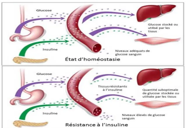 Figure 2 : Cycle de résistance à l’insuline 