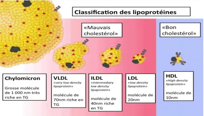 Figure 4: Classification des lipoprotéines 