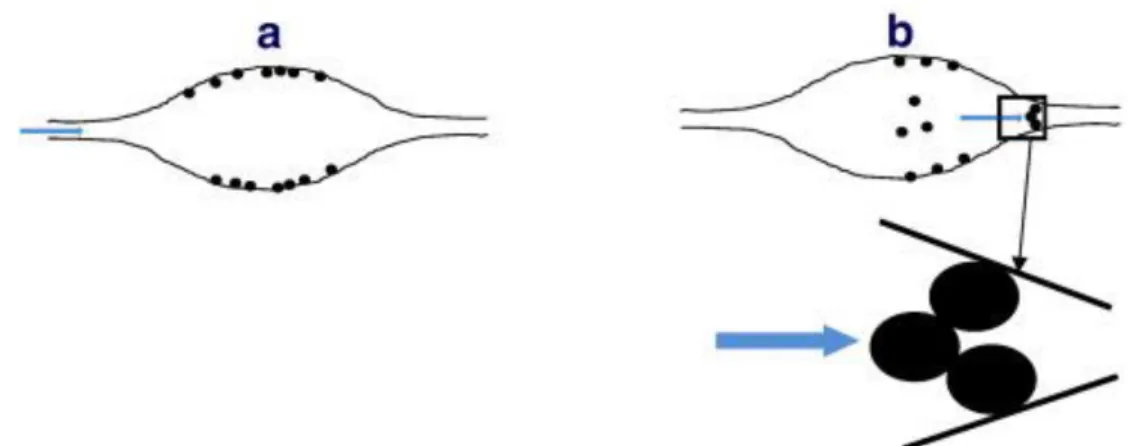 Figure  1. Modèle  conceptuel  de la  libération,  rétention  des  colloïdes  dans le  milieu  poreux