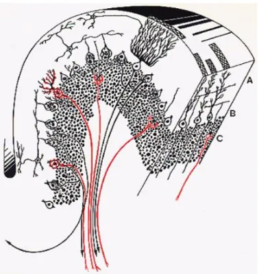 Figure  8  –  Graphique  d’une  coupe  transversale  de  cervelet  et  ses  différentes  couches