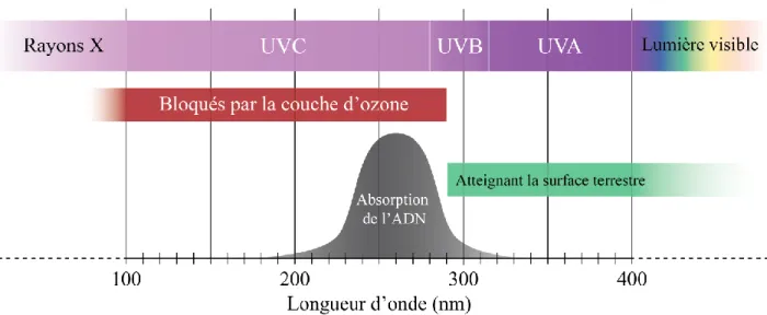 Figure 1.2 Représentation schématique des rayonnements ultraviolets 