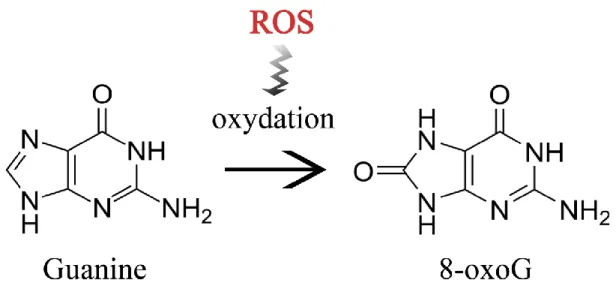 Figure  1.3  Représentation  schématique  de  la  formation  d’une  8-oxo-7,8- 8-oxo-7,8-dihydroguanine par les ROS 