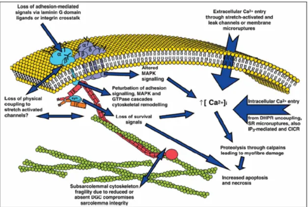 Figure  5:  Évènements  menant  à  l’augmentation  de  calcium  intracellulaire  et  ses  conséquences (Batchelor et Winder, 2006)