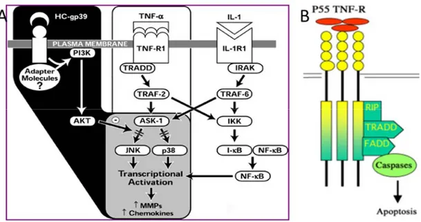 Figure 19: Voies de signalisation induites par le TNF et l’IL-1. : A) MAPK (Ling et Recklies,  2004) et B) Caspases (Waterston et Bower, 2004)