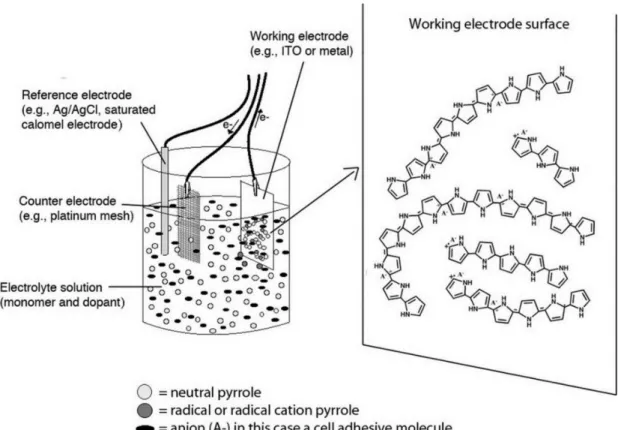 Figure 1.3 Three-electrode system for electrochemical polymerization: reference, working,  and counter electrodes submersed in a monomer and electrolyte solution 8, 18 