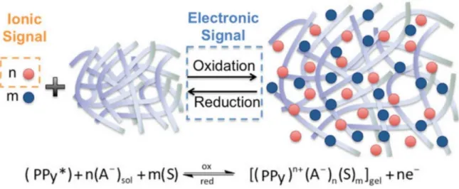 Figure 1.9 The oxidation-reduction reaction of PPy in solution  87 . A -  : an anionic dopant (red  dots); S: solvent molecule (blue dots)