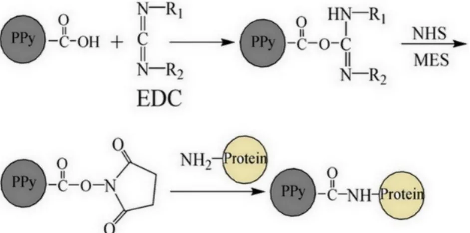 Figure 1.15 Schematic representation of grafting biomolecules onto PPyCOOH based PPy- PPy-NHS using PPy-NHS-EDC coupling 